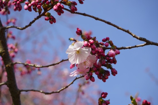 japanese_cherry_trees_blossom_bloom_white_pink_bud_branch_flowers-963316
